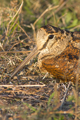 Eurasian Woodcock Scolopax rusticola