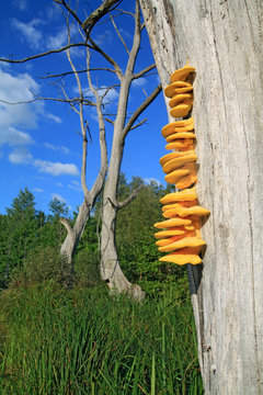 Fototapeta yellow mushroom on dry tree