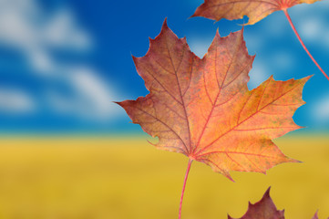Autumn Background with Red Maple Leaves