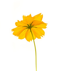 cosmos flower isolated on white background