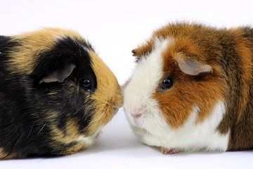 Meerschweinchen kuscheln