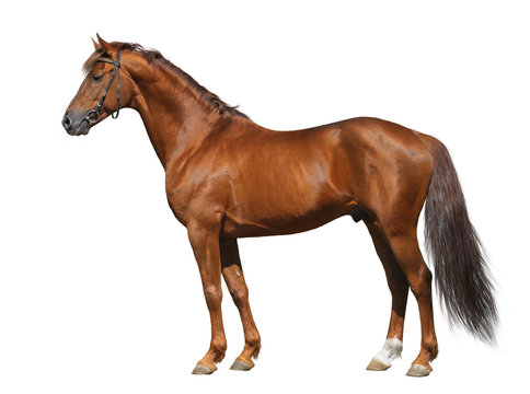 Fototapeta Sorrel Don stallion