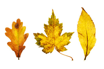Three Autumn leaves