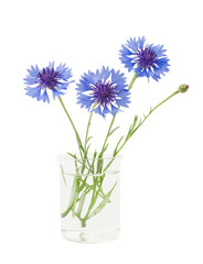 Naklejka na ściany i meble bouquet of cornflowers isolated on white background