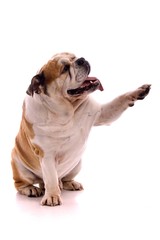 Hund englische Bulldogge zeigt mit Pfote rechts