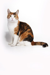 Кошка на белом фоне