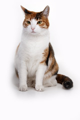 Кошка на белом фоне