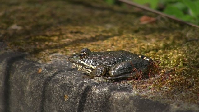 Frosch am Teichrand