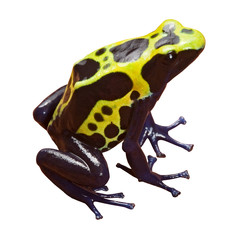 Obraz premium poison dart frog