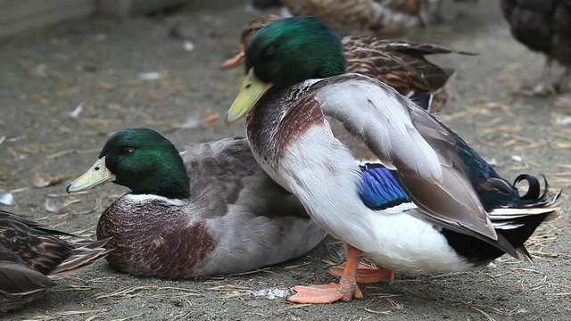wild duck cleaning hisfeathers