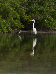 Great Egret and Black-necked Stilt