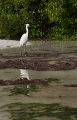 Fototapeta premium Heron