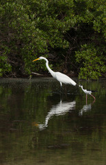Great Egret and Black-necked Stilt