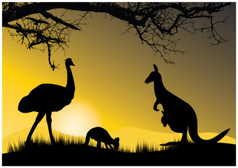 Fototapeta na wymiar dwa kangura i emu