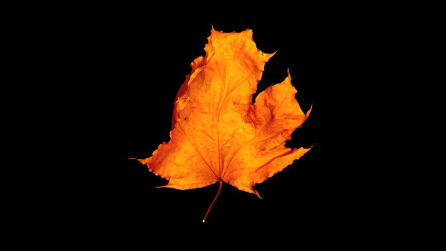 dry autumn leaf rolled on a black background