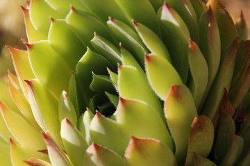Obraz premium green plant Sempervivum
