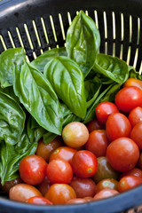 Fresh Tomatoes and Basil