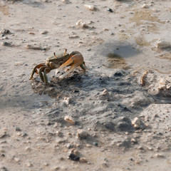 Crab