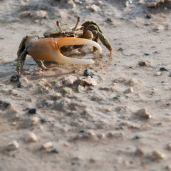 Crab
