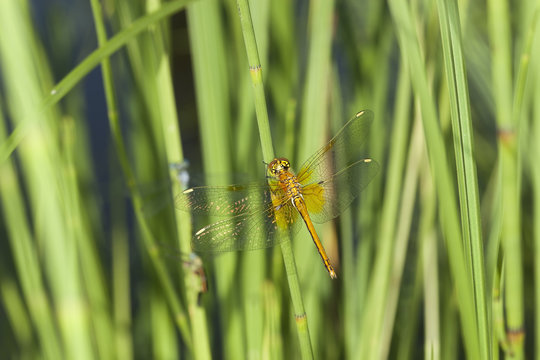 Dragonfly on reed, macro photo