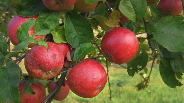 &Auml;pfel am Baum