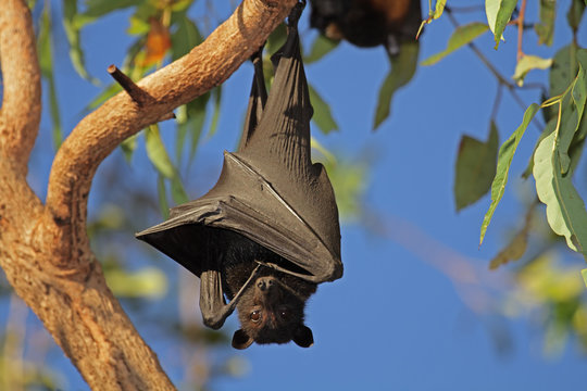 Black flying-fox, Kakadu N/P, Australia