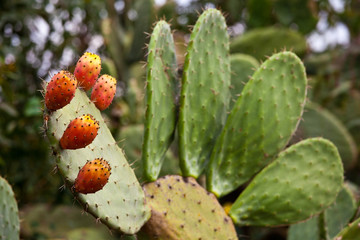 Opuntie mit Frucht