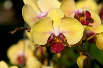 Fototapeta na wymiar Yellow Orchid Flower