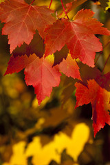 Naklejka na ściany i meble leaf of autumn