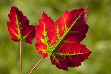 leaf of autumn