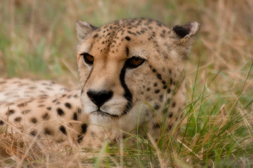 Close up profile of a cheetah