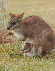 Kangaroo with joey in pouch
