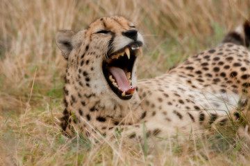 Cheetah with mouth wide open