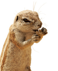 Scoiattolo scontornato su sfondo bianco