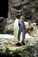 King Penguins on the stone coast