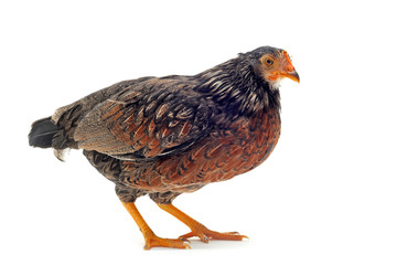 jeune poule naine