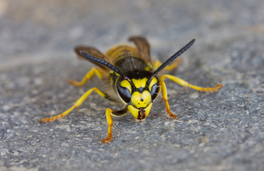 Wasp