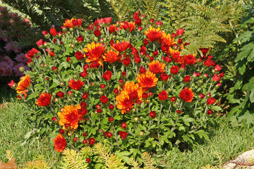 chrysanthèmes orange