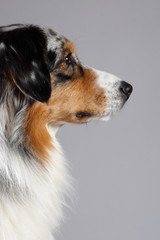 Australian Shepherd Profilbild