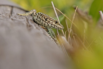 Zauneidechse (Lacerta agilis)