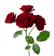 Dark-red rose