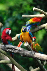 Naklejka premium Beautiful Colorful Parrots