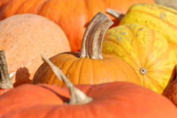 Herbstzeit - Kürbiszeit (4)