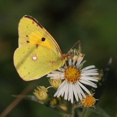 Yellow Butterfly on flowers chamomile