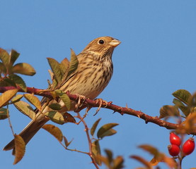 Corn Bunting, miliaria calandra