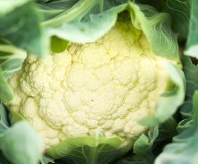 Organic gardening homegrown vegetables cauliflower
