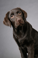 Brown labrador on a grey background