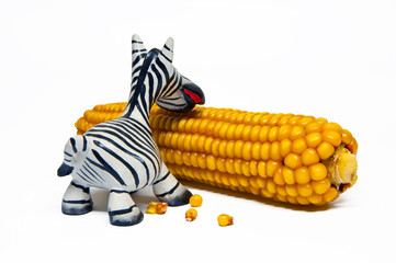 Zebra isst Maiskolben