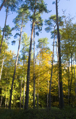 Fototapeta premium Autumn forest