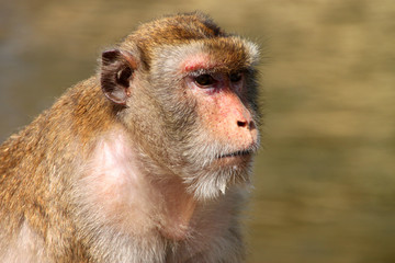 Long-tailed Macaque monkey